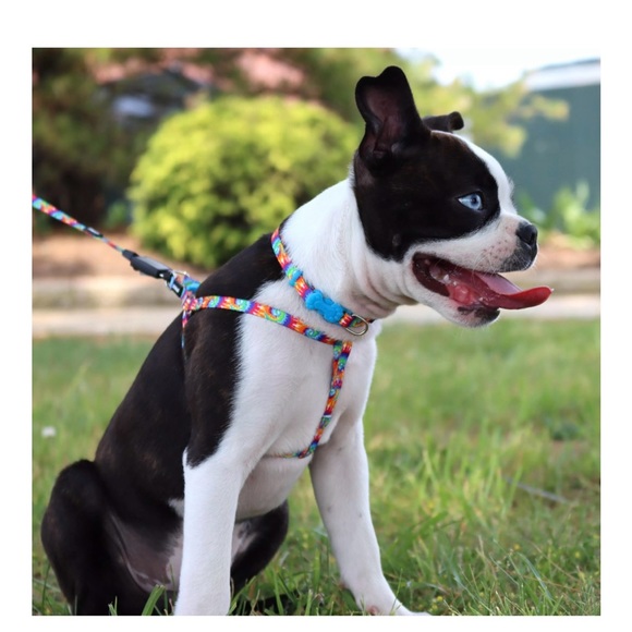 NWOT Li'I Pals Comfort Wrap Adjustable Dog or Small Pet Harness, Flames - Picture 6 of 10